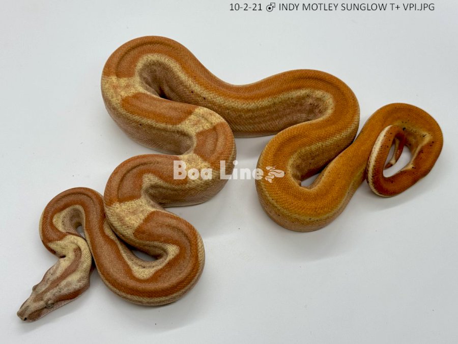 INDY MOTLEY SUNGLOW T+ VP